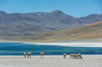 Chile 2016-11-17 13-19-05 (DSC_9306)